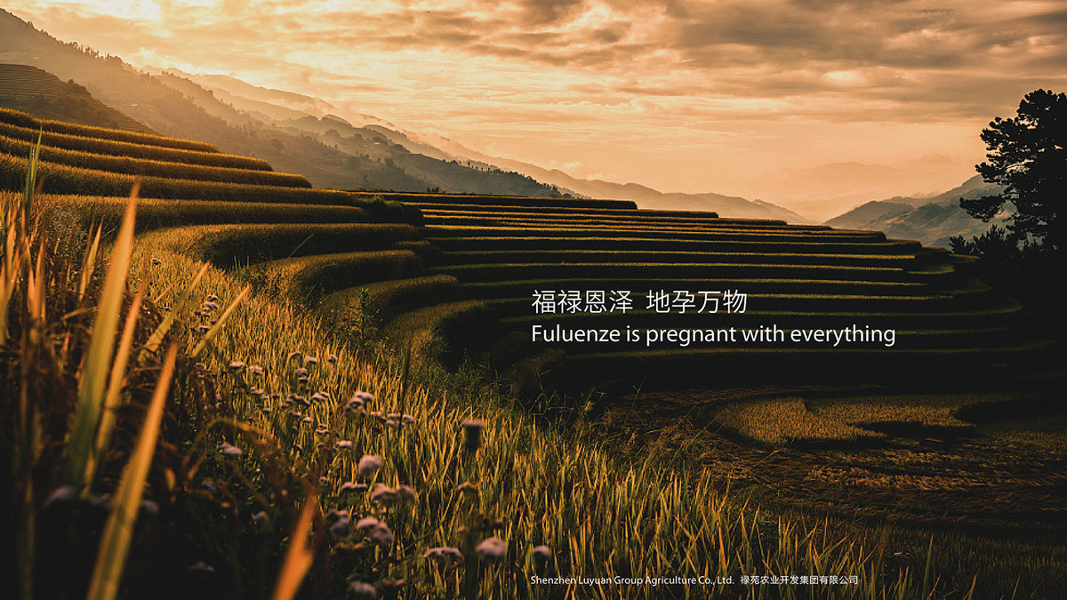 vi設(shè)計