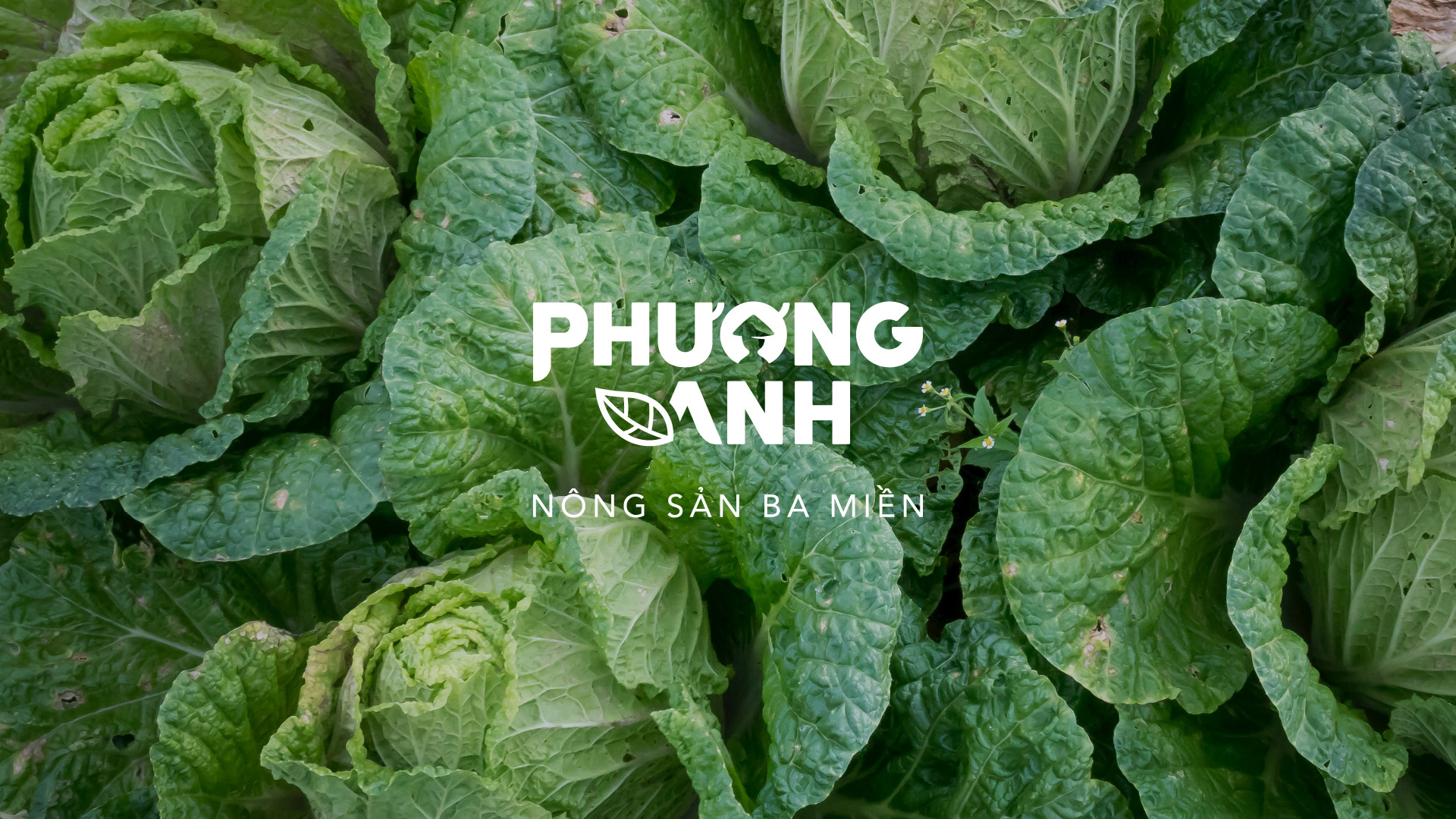 農業(yè)品牌VI設計
